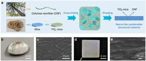 中國科學(xué)家研發(fā)仿生新材料，高性能纖維與復(fù)合材料助力塑料替代